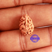 Load image into Gallery viewer, 2 Mukhi Rudraksha from Indonesia - Bead No. 168
