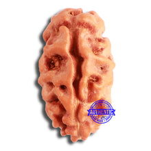 Load image into Gallery viewer, 2 Mukhi Rudraksha from Indonesia - Bead No. 169
