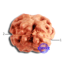 Load image into Gallery viewer, 2 Mukhi Rudraksha from Indonesia - Bead No. 170