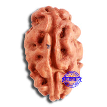 Load image into Gallery viewer, 2 Mukhi Rudraksha from Indonesia - Bead No. 170