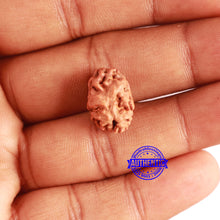 Load image into Gallery viewer, 2 Mukhi Rudraksha from Indonesia - Bead No. 170