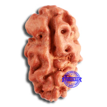 Load image into Gallery viewer, 2 Mukhi Rudraksha from Indonesia - Bead No. 172
