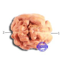 Load image into Gallery viewer, 2 Mukhi Rudraksha from Indonesia - Bead No. 174
