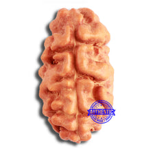 Load image into Gallery viewer, 2 Mukhi Rudraksha from Indonesia - Bead No. 174
