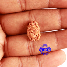 Load image into Gallery viewer, 2 Mukhi Rudraksha from Indonesia - Bead No. 174

