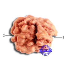 Load image into Gallery viewer, 2 Mukhi Rudraksha from Indonesia - Bead No. 175