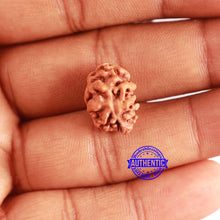 Load image into Gallery viewer, 2 Mukhi Rudraksha from Indonesia - Bead No. 175
