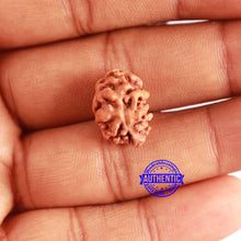 Load image into Gallery viewer, 2 Mukhi Rudraksha from Indonesia - Bead No. 175