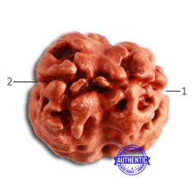 Load image into Gallery viewer, 2 Mukhi Rudraksha from Nepal - Bead No. 141