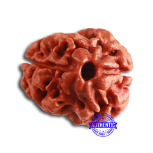 Load image into Gallery viewer, 2 Mukhi Rudraksha from Nepal - Bead No. 141