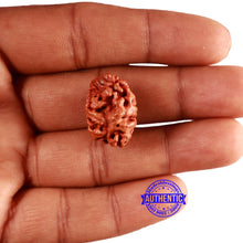 Load image into Gallery viewer, 2 Mukhi Rudraksha from Nepal - Bead No. 141
