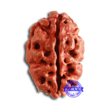 Load image into Gallery viewer, 2 Mukhi Rudraksha from Nepal - Bead No. 141