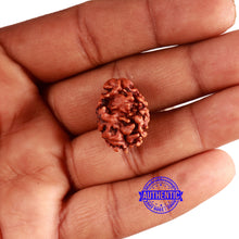Load image into Gallery viewer, 2 Mukhi Rudraksha from Nepal - Bead No. 142