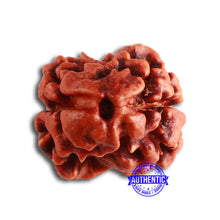 Load image into Gallery viewer, 2 Mukhi Rudraksha from Nepal - Bead No. 142