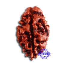 Load image into Gallery viewer, 2 Mukhi Rudraksha from Nepal - Bead No. 142