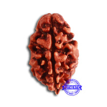 Load image into Gallery viewer, 2 Mukhi Rudraksha from Nepal - Bead No. 142