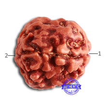 Load image into Gallery viewer, 2 Mukhi Rudraksha from Nepal - Bead No. 143