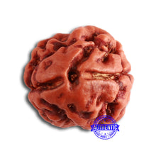 Load image into Gallery viewer, 2 Mukhi Rudraksha from Nepal - Bead No. 143