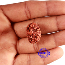 Load image into Gallery viewer, 2 Mukhi Rudraksha from Nepal - Bead No. 143
