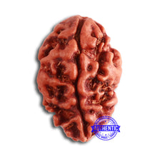 Load image into Gallery viewer, 2 Mukhi Rudraksha from Nepal - Bead No. 143