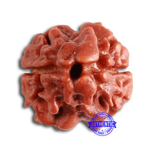 Load image into Gallery viewer, 2 Mukhi Rudraksha from Nepal - Bead No. 144