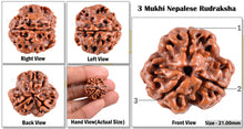 Load image into Gallery viewer, 3 Mukhi Rudraksha from Nepal - Bead No. 29 (Giant Size)