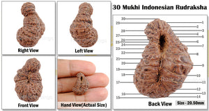 30 Mukhi Rudraksha from Indonesia