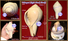 Load image into Gallery viewer, Valampuri Shankh - 318 gms