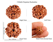Load image into Gallery viewer, 3 Mukhi Rudraksha from Nepal - Bead No. 63
