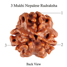 Load image into Gallery viewer, 3 Mukhi Rudraksha from Nepal - Bead No. 63