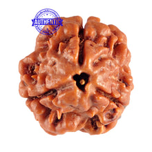 Load image into Gallery viewer, 3 Mukhi Rudraksha from Nepal - Bead No. 75 (Giant Size)