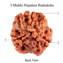 Load image into Gallery viewer, 3 Mukhi Rudraksha from Nepal - Bead No. 75 (Giant Size)