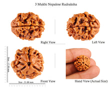 Load image into Gallery viewer, 3 Mukhi Rudraksha from Nepal - Bead No. 76 (Giant Size)