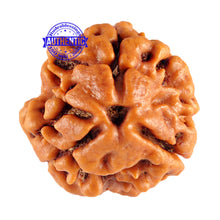 Load image into Gallery viewer, 3 Mukhi Rudraksha from Nepal - Bead No. 76 (Giant Size)