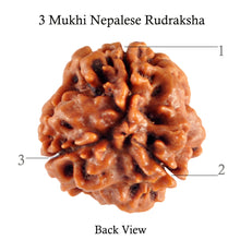 Load image into Gallery viewer, 3 Mukhi Rudraksha from Nepal - Bead No. 77 (Giant Size)