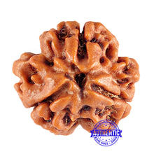 Load image into Gallery viewer, 3 Mukhi Rudraksha from Nepal - Bead No. 78 (Giant Size)