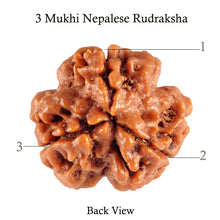Load image into Gallery viewer, 3 Mukhi Rudraksha from Nepal - Bead No. 78 (Giant Size)