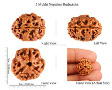 Load image into Gallery viewer, 3 Mukhi Rudraksha from Nepal - Bead No. 79 (Giant Size)