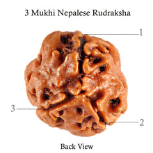 Load image into Gallery viewer, 3 Mukhi Rudraksha from Nepal - Bead No. 79 (Giant Size)