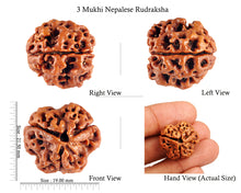 Load image into Gallery viewer, 3 Mukhi Rudraksha from Nepal - Bead No. 82 (Giant Size)