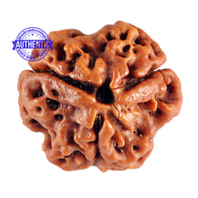 Load image into Gallery viewer, 3 Mukhi Rudraksha from Nepal - Bead No. 82 (Giant Size)