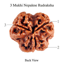 Load image into Gallery viewer, 3 Mukhi Rudraksha from Nepal - Bead No. 82 (Giant Size)