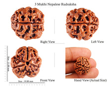 Load image into Gallery viewer, 3 Mukhi Rudraksha from Nepal - Bead No. 83 (Giant Size)