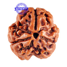 Load image into Gallery viewer, 3 Mukhi Rudraksha from Nepal - Bead No. 83 (Giant Size)