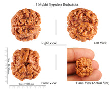 Load image into Gallery viewer, 3 Mukhi Rudraksha from Nepal - Bead No. 85 (Giant Size)