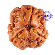 Load image into Gallery viewer, 3 Mukhi Rudraksha from Nepal - Bead No. 85 (Giant Size)