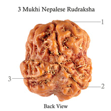 Load image into Gallery viewer, 3 Mukhi Rudraksha from Nepal - Bead No. 85 (Giant Size)