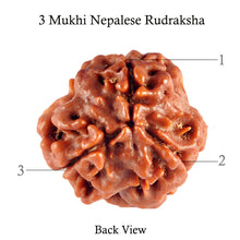 Load image into Gallery viewer, 3 Mukhi Rudraksha from Nepal - Bead No. 86 (Giant Size)