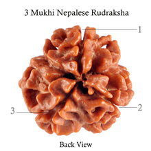 Load image into Gallery viewer, 3 Mukhi Rudraksha from Nepal - Bead No. 88 (Giant Size)