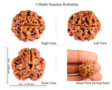 Load image into Gallery viewer, 3 Mukhi Rudraksha from Nepal - Bead No. 90 (Giant Size)